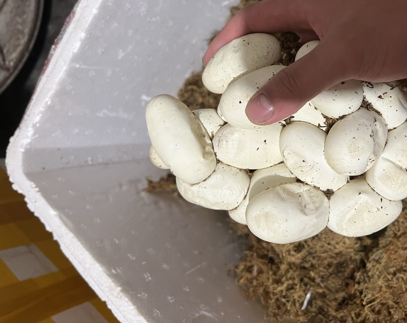 蛇蛋王锦蛇（大王蛇）黑眉锦蛇乌梢蛇都有