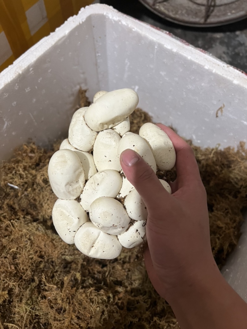 蛇蛋王锦蛇（大王蛇）黑眉锦蛇乌梢蛇都有
