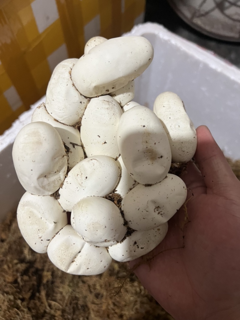 蛇蛋王锦蛇（大王蛇）黑眉锦蛇乌梢蛇都有