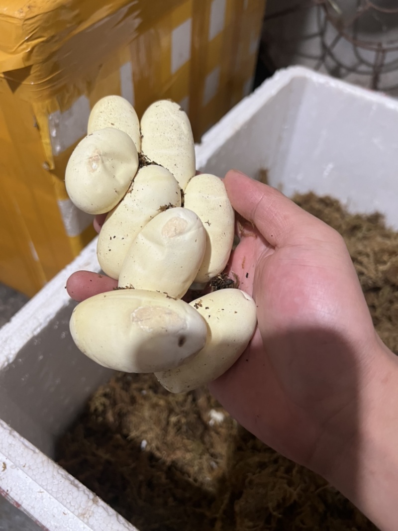 蛇蛋王锦蛇（大王蛇）黑眉锦蛇乌梢蛇都有