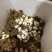 蛇蛋王锦蛇（大王蛇）黑眉锦蛇乌梢蛇都有
