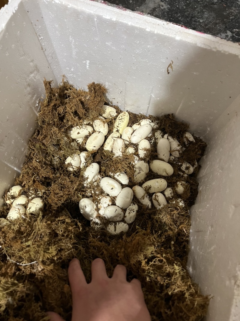 蛇蛋王锦蛇（大王蛇）黑眉锦蛇乌梢蛇都有