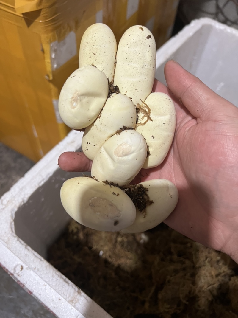 蛇蛋王锦蛇（大王蛇）黑眉锦蛇乌梢蛇都有