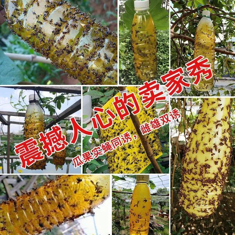 【送粘板】瓜果实蝇诱粘剂针蜂引诱诱捕器果树菜地害虫防治粘