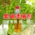 【送粘板】瓜果实蝇诱粘剂针蜂引诱诱捕器果树菜地害虫防治粘