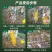 【送粘板】瓜果实蝇诱粘剂针蜂引诱诱捕器果树菜地害虫防治粘