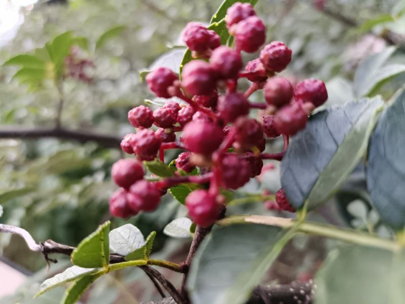 鲜花椒，一手货源产地直发欢迎各位老板来购