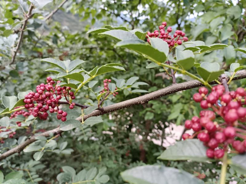 鲜花椒，一手货源产地直发欢迎各位老板来购