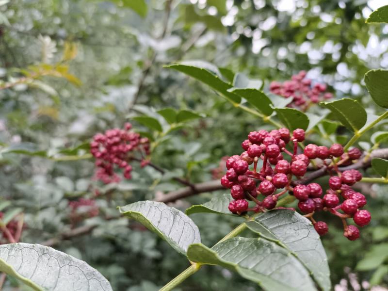 鲜花椒，一手货源产地直发欢迎各位老板来购