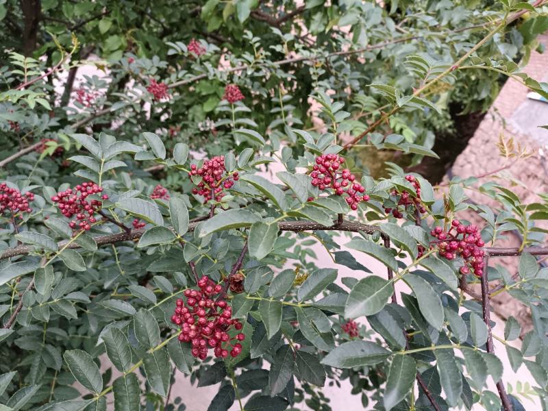 鲜花椒，一手货源产地直发欢迎各位老板来购