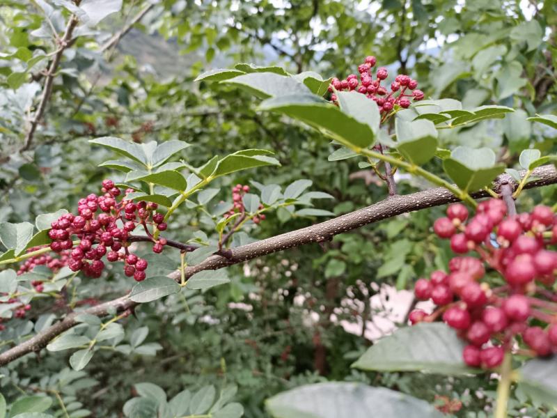 鲜花椒，一手货源产地直发欢迎各位老板来购