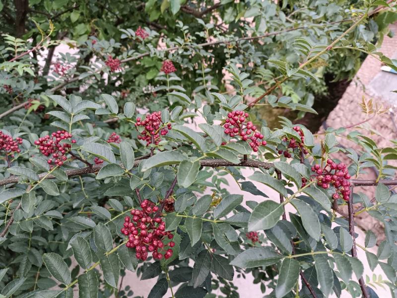 鲜花椒，一手货源产地直发欢迎各位老板来购