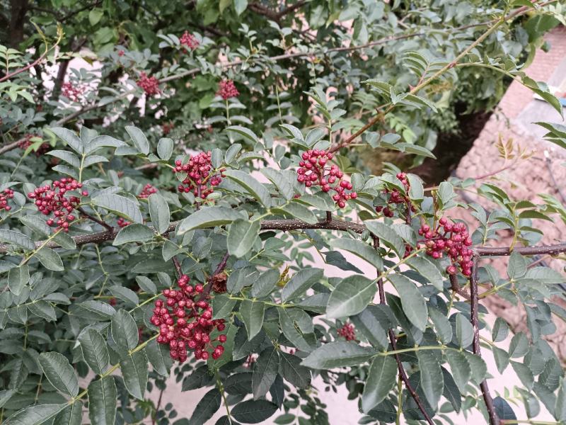 鲜花椒，一手货源产地直发欢迎各位老板来购