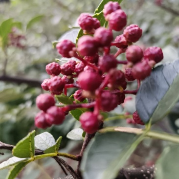 鲜花椒，一手货源产地直发欢迎各位老板来购