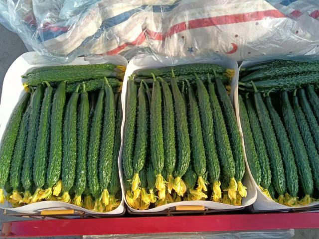 光学显微镜下哈密瓜子叶横切面(400×),可见深染葫芦素晶体簇集于栅栏组织细胞间隙,呈针状/棱柱状,证实其天然防御性毒素存在 哈密瓜幼苗显微结构示意图:展示子叶细胞中葫芦素结晶颗粒分布