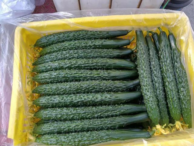 市场摊位上摆放的旱黄瓜与普通黄瓜对比展示