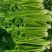 甘肃芹菜定西大芹菜精品西芹产区直供新鲜直采实力代办发全国