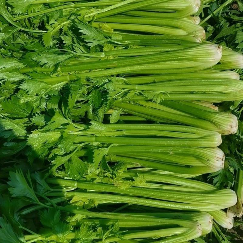 甘肃芹菜定西大芹菜精品西芹产区直供新鲜直采实力代办发全国