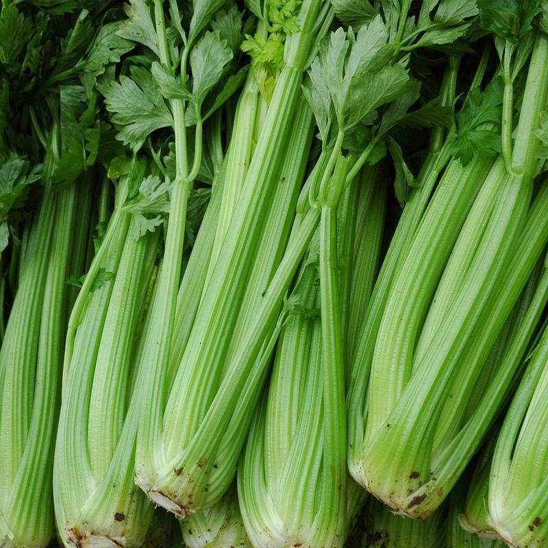 甘肃芹菜定西大芹菜精品西芹产区直供新鲜直采实力代办发全国