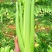 甘肃芹菜定西大芹菜精品西芹产区直供新鲜直采实力代办发全国
