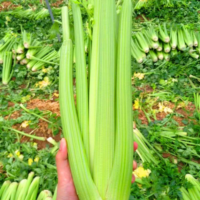 甘肃芹菜定西大芹菜精品西芹产区直供新鲜直采实力代办发全国