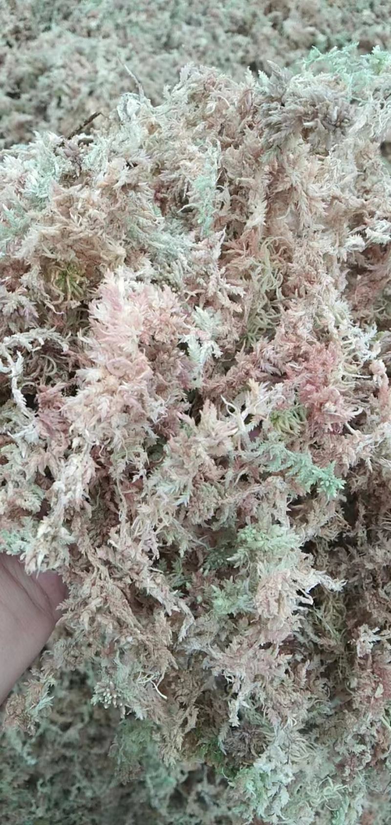 水苔水草海花草品质保证种植兰花必备