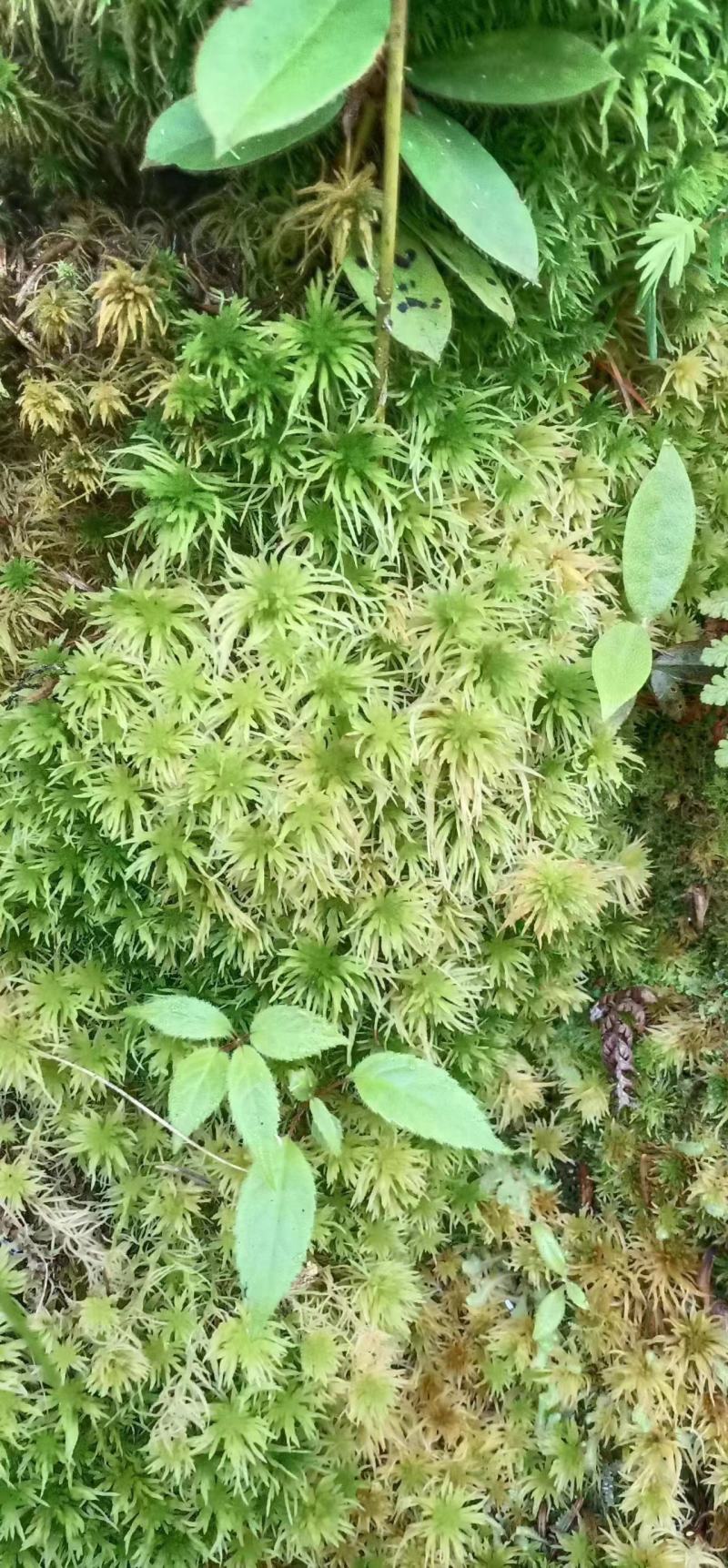 水苔水草海花草品质保证种植兰花必备