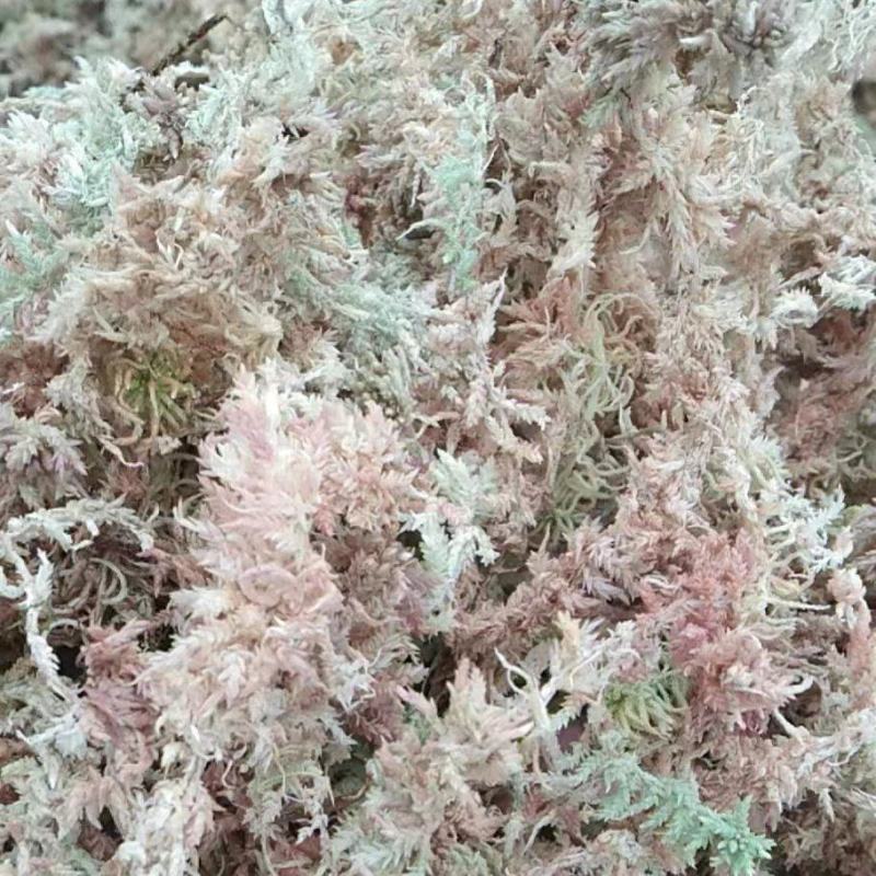 水苔水草海花草品质保证种植兰花必备
