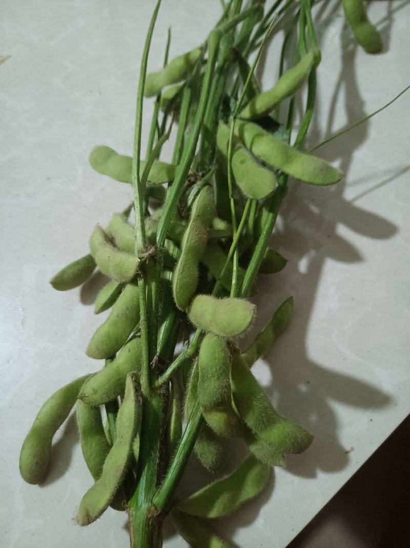 山东郯城精品翠绿宝毛豆大量上市中一级二级货都可发
