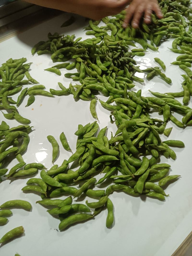 山东郯城精品翠绿宝毛豆大量上市中一级二级货都可发