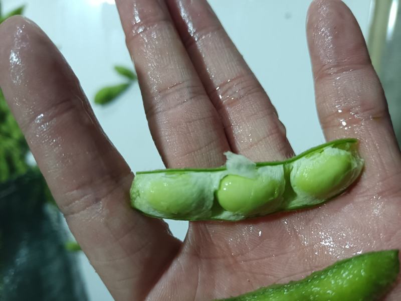 山东郯城精品翠绿宝毛豆大量上市中一级二级货都可发
