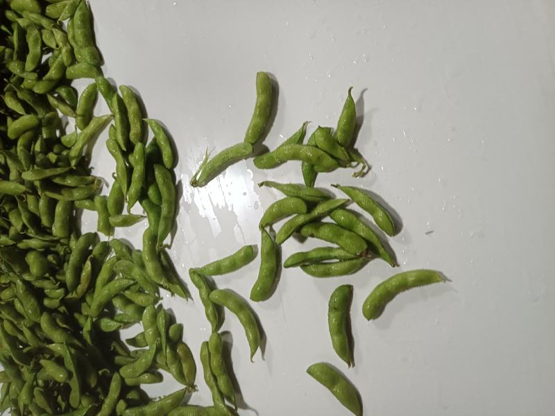 山东郯城精品翠绿宝毛豆大量上市中一级二级货都可发