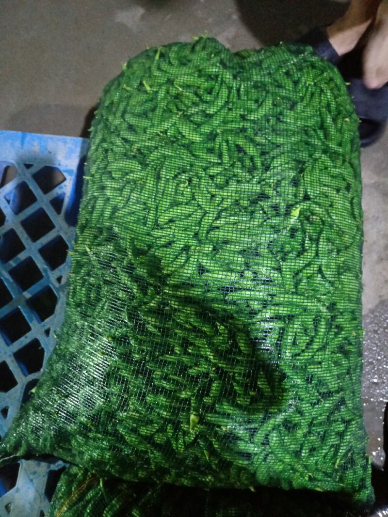 山东郯城精品翠绿宝毛豆大量上市中一级二级货都可发