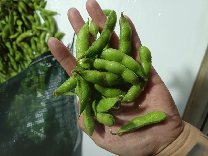山东郯城精品翠绿宝毛豆大量上市中一级二级货都可发