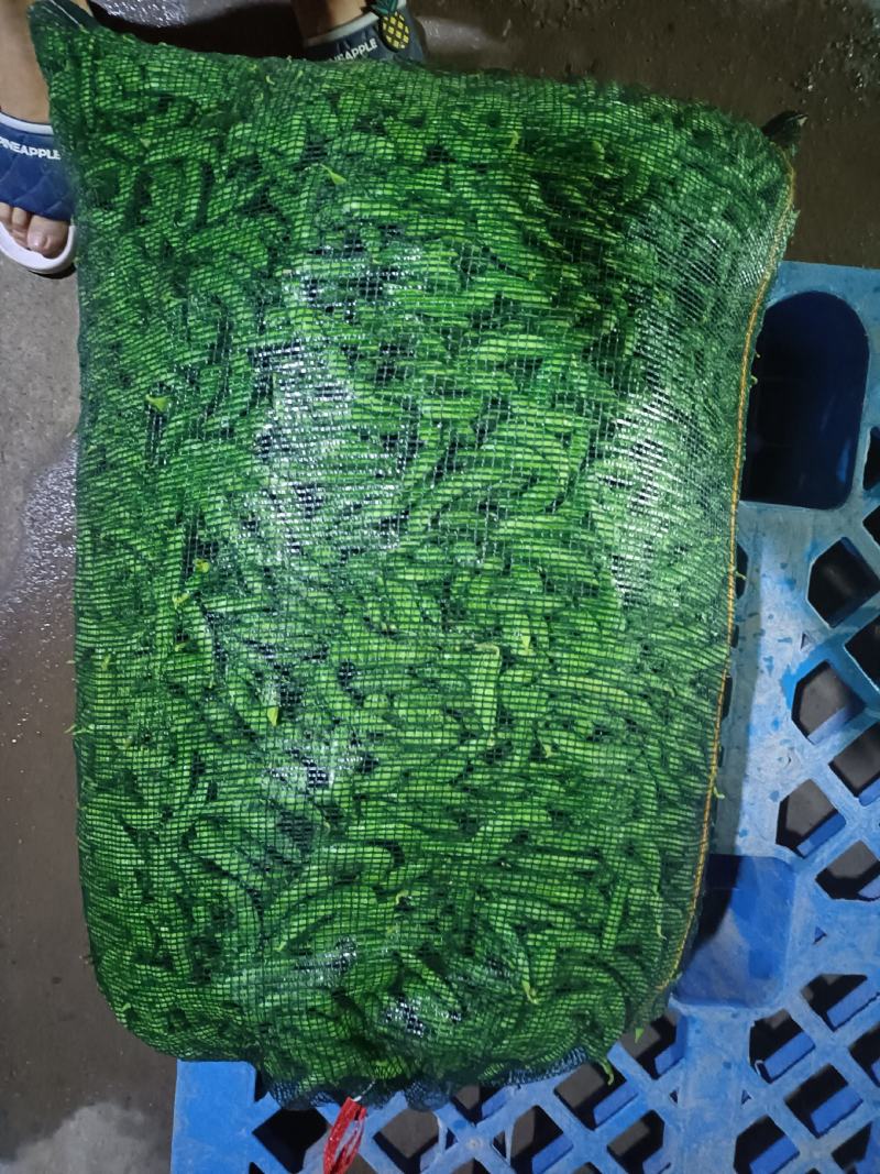 山东郯城精品翠绿宝毛豆大量上市中一级二级货都可发