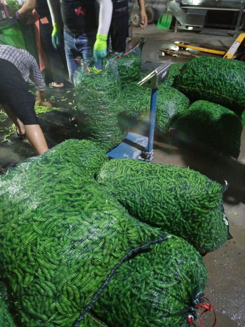 山东郯城精品翠绿宝毛豆大量上市中一级二级货都可发