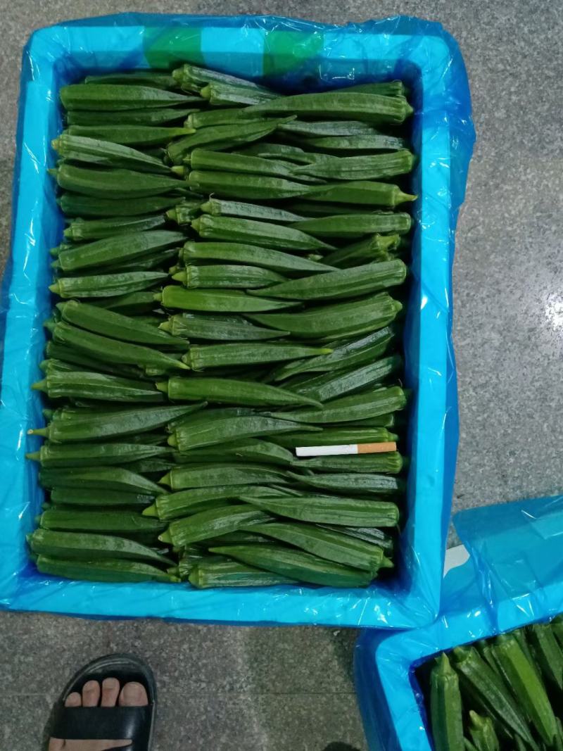 福建精品秋葵大量上市中