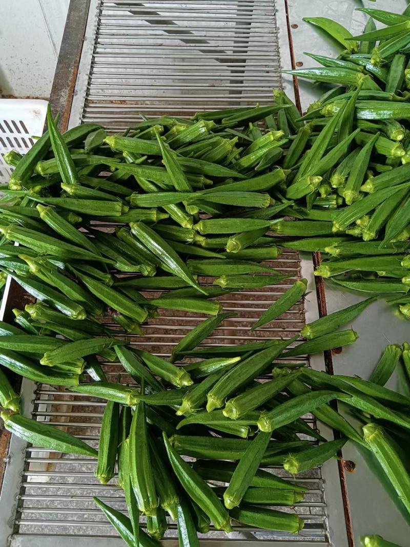 福建精品秋葵大量上市中