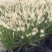 羽绒狼尾草盆栽苗阳台花园植物庭院花境耐寒旱观赏草