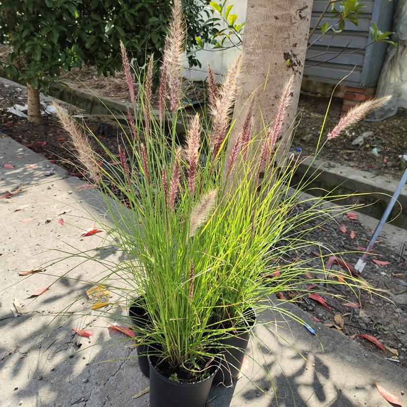 羽绒狼尾草盆栽苗阳台花园植物庭院花境耐寒旱观赏草