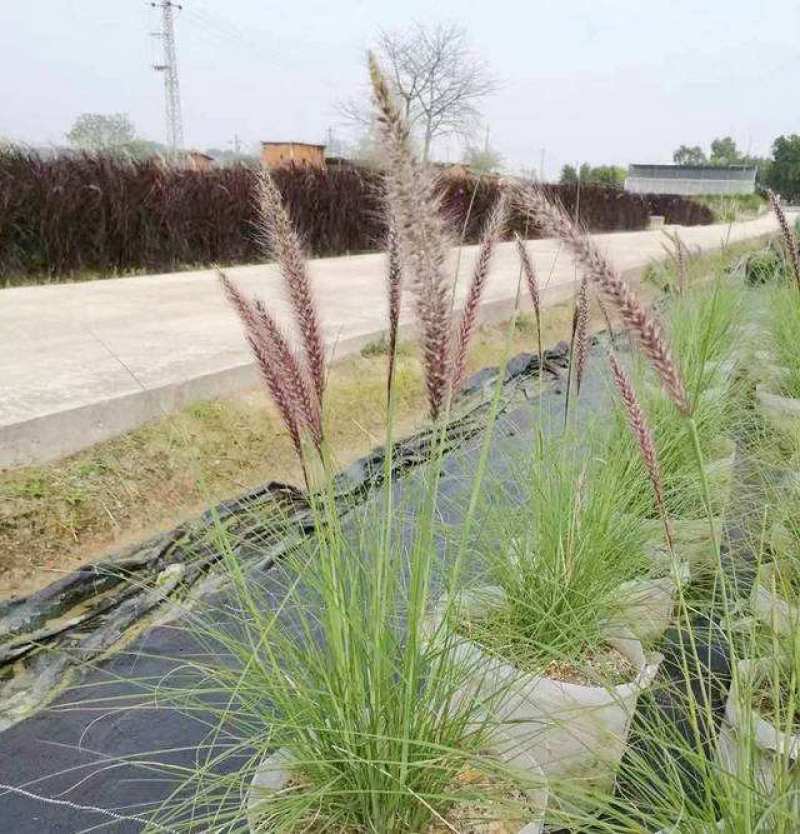 羽绒狼尾草盆栽苗阳台花园植物庭院花境耐寒旱观赏草
