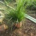 羽绒狼尾草盆栽苗阳台花园植物庭院花境耐寒旱观赏草