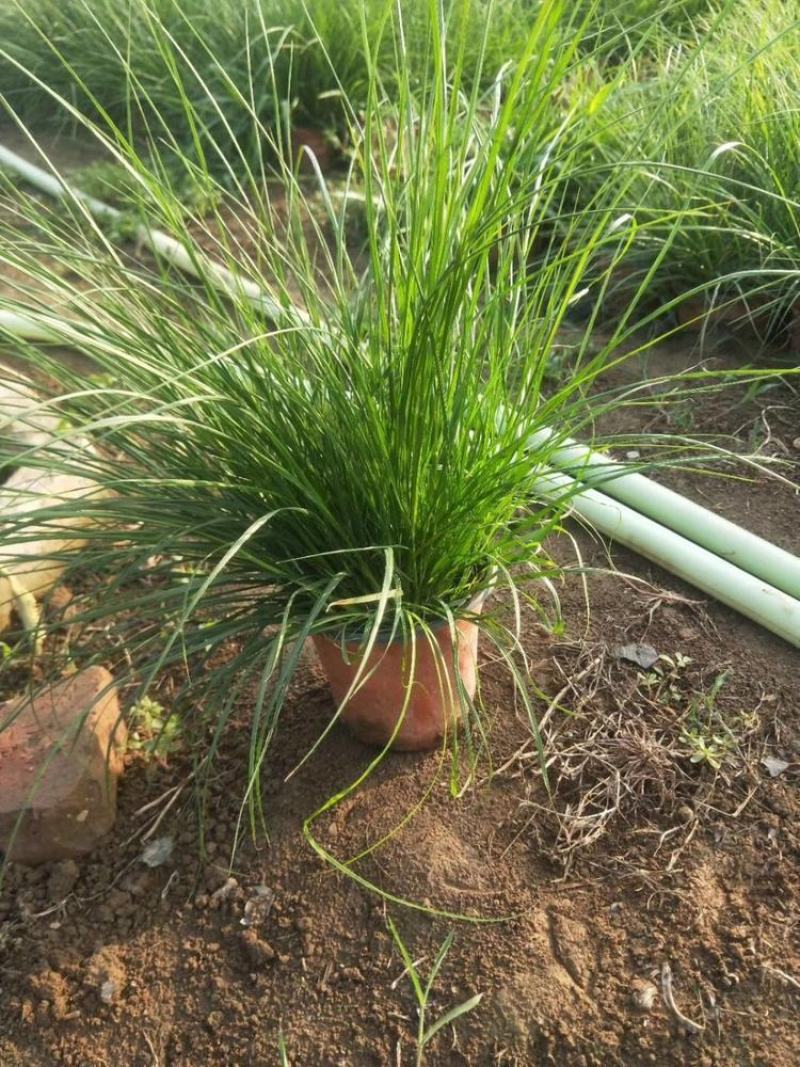 羽绒狼尾草盆栽苗阳台花园植物庭院花境耐寒旱观赏草