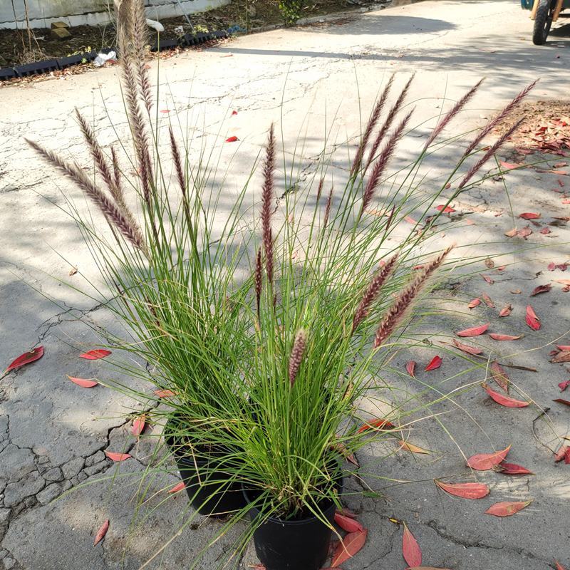 羽绒狼尾草盆栽苗阳台花园植物庭院花境耐寒旱观赏草