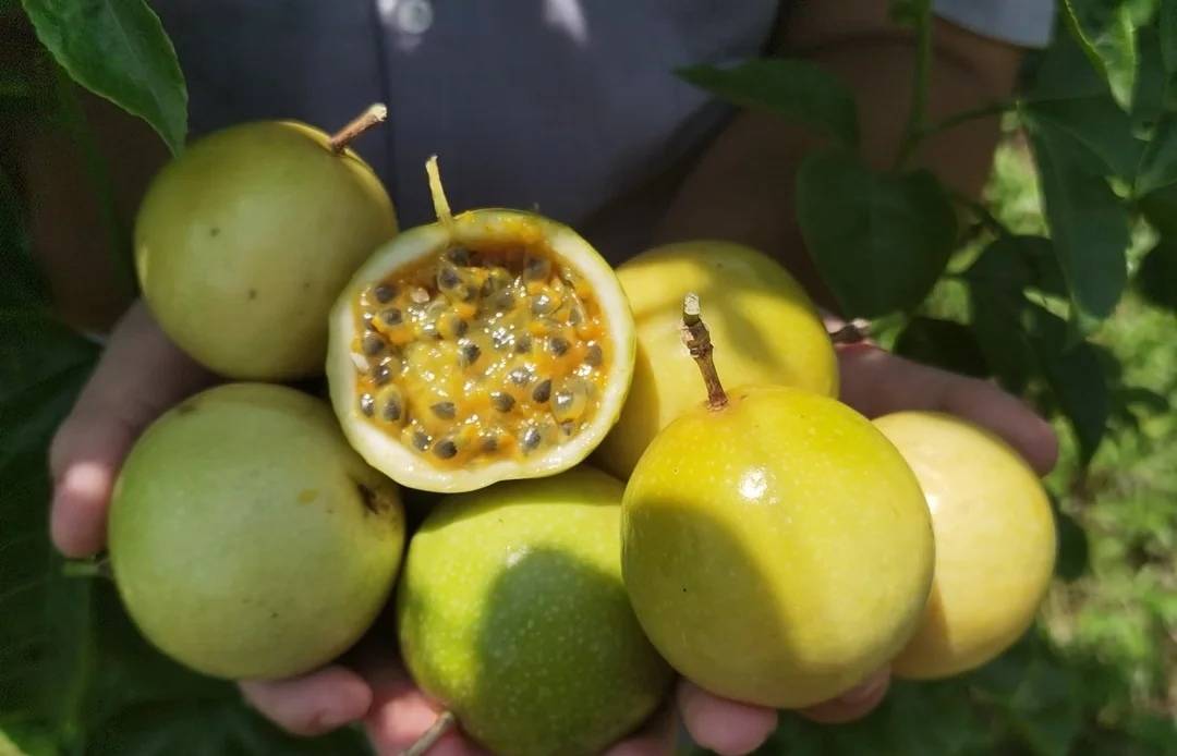 切开的台农一号百香果,露出饱满金黄的果囊和密集黑色种子,果汁充盈,背景为白色餐盘,突出其高品质食用形象 台农一号百香果果实剖面展示