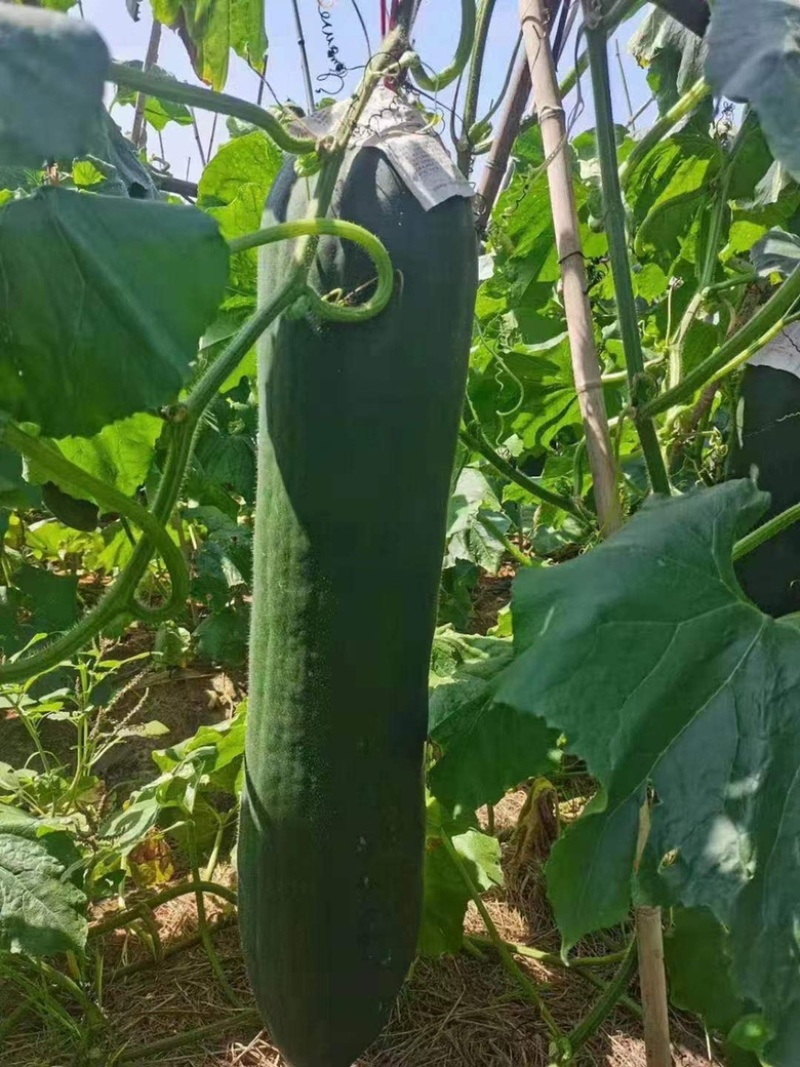 广西玉林市博白县优质黑皮吊冬瓜种植面积上千亩