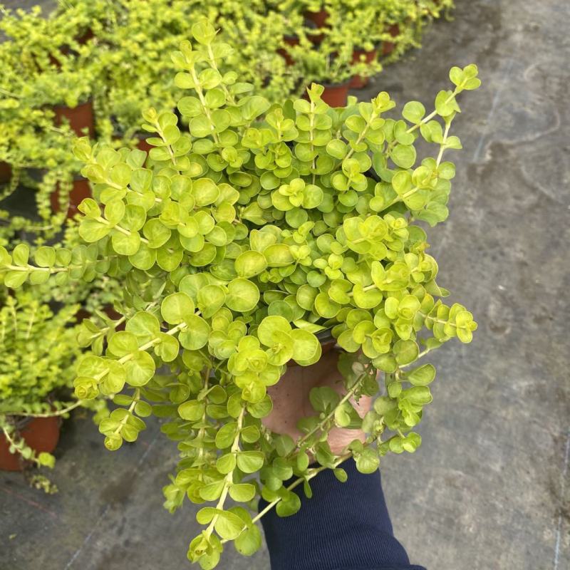 金叶过路黄盆栽匍匐四季常绿地被观叶垂吊植物黄金串吊兰