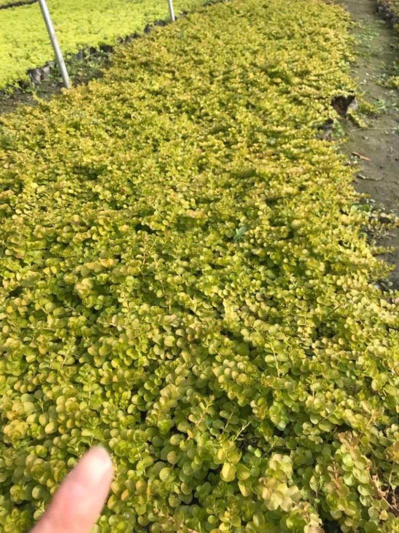 金叶过路黄盆栽匍匐四季常绿地被观叶垂吊植物黄金串吊兰