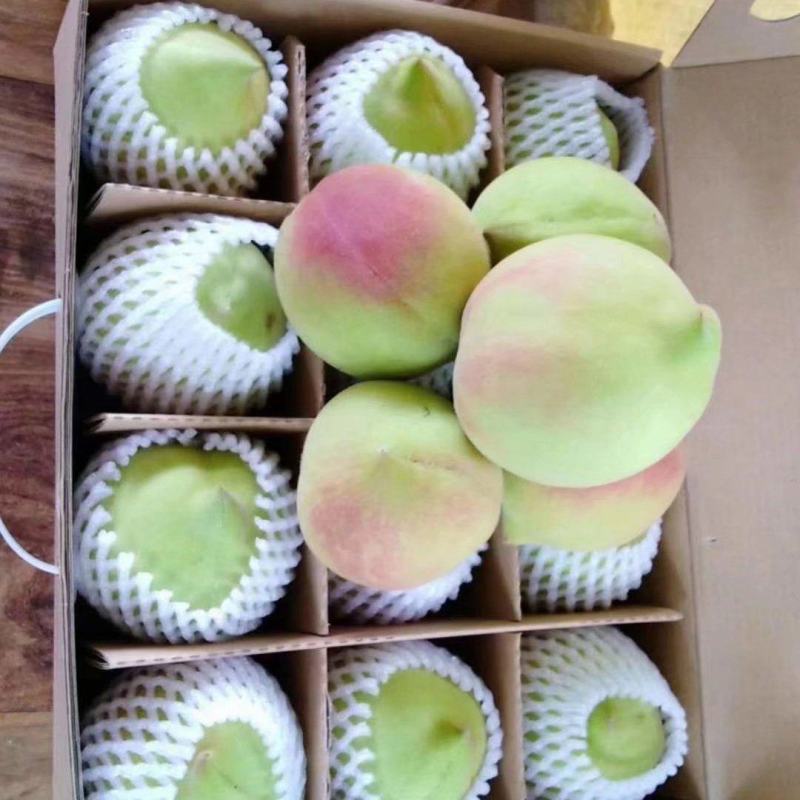 正宗鹰嘴蜜桃，纯甜无酸，八月初成熟，耐运输