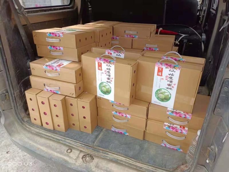 正宗鹰嘴蜜桃，纯甜无酸，八月初成熟，耐运输
